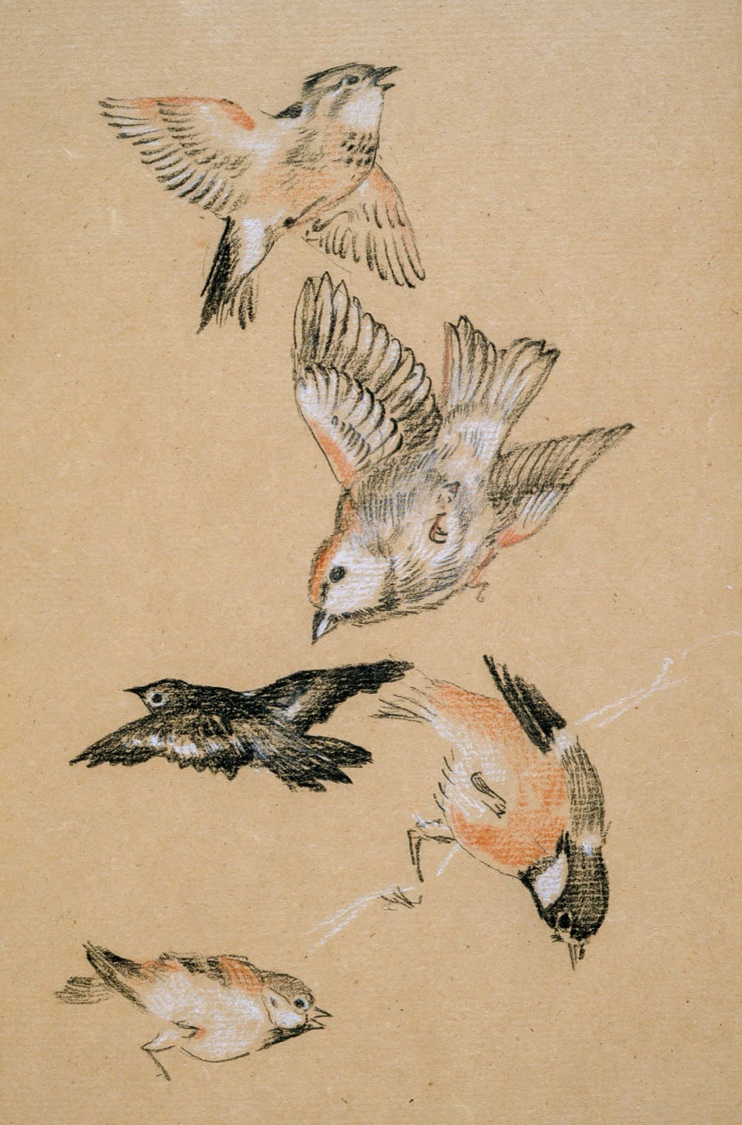 Étude d'oiseaux à la sanguine sur papier